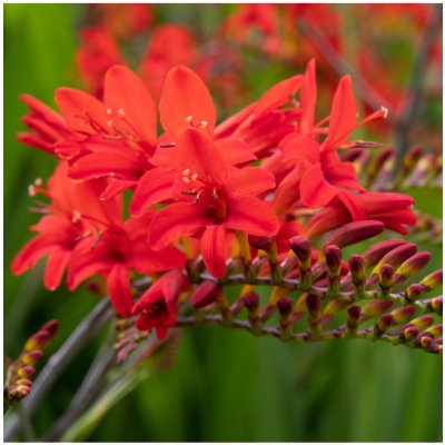 Montbrécie Lucifer - Crocosmia - prodej cibulovin - 4 ks