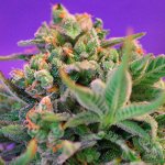 Sweet Seeds Sweet Cheese Fast Version semena neobsahují THC 3 ks – Zbozi.Blesk.cz