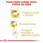 Royal Canin Dachshund Adult 0,5 kg – Hledejceny.cz