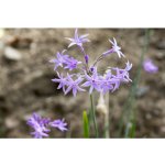 Česneková tráva - Tulbaghia violacea - prodej semen - 5 ks – Hledejceny.cz