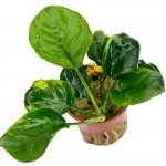 Anubias barteri coin Leaf – Hledejceny.cz