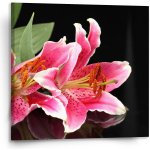 Sablio Obraz Lilie - 110x110 cm – Hledejceny.cz