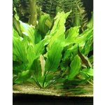 Echinodorus tricolor – Sleviste.cz