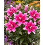 Lilie 'Roselily Anita' 1 ks – Sleviste.cz