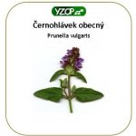 YZOP Černohlávek obecný 50 kapslí – Hledejceny.cz