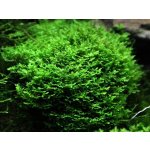 Plagiomnium cf. Affine Pearl moss – Zboží Mobilmania