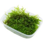 Vesicularia montagnei – Zbozi.Blesk.cz