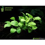 Anubias barteri var. nana Golden – Zboží Dáma