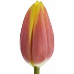 Tulipán EN JAN SEIGNETTE 36 cm / 30 g – Zboží Dáma