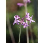 Specialized AV – Sleviste.cz