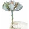 Květina Umělý Lotus sivoružový 14 cm