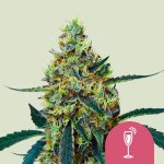 Royal Queen Seeds Mimosa semena neobsahují THC 10 ks – Zboží Dáma