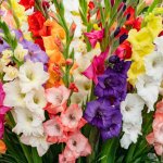 Směs gladiol Gladiolus mix hlízy mečíku 15 ks – Hledejceny.cz
