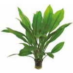 Echinodorus bleheri - Šípatkovec bleheri – Zboží Mobilmania