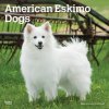 Kalendář American Eskimo Dogs Square 2024