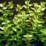 Bacopa caroliniana - Bakuma karolínská – Zboží Dáma