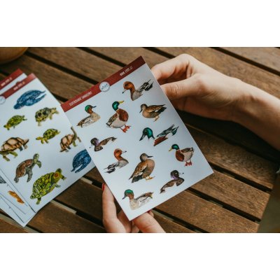 ePiPí samolepky kachny – Zbozi.Blesk.cz