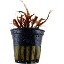 Cryptocoryne albida Brown