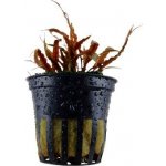 Cryptocoryne albida Brown – Zboží Dáma