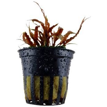 Cryptocoryne albida Brown