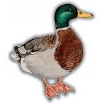 ePiPí Nažehlovačka - Kachna – Hledejceny.cz