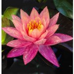 Nymphaea 'Wanvisa' – košík 11x11 cm – Zboží Dáma