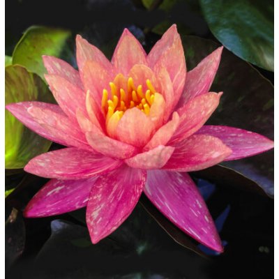 Nymphaea 'Wanvisa' – košík 11x11 cm – Zboží Dáma