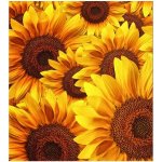 Dimex MS-3-0129 vliesová fototapeta na zeď Lán slunečnic rozměry 225 x 250 cm – Zboží Dáma