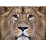 WEBLUX 99132688 Fototapeta plátno The face of an Asian lion. The King of beasts Tvář asijského lva. Král zvířat největší kočka světa pohlédl přímo do kamery. Nejnebez rozměry 240 x 174 cm – Zboží Mobilmania