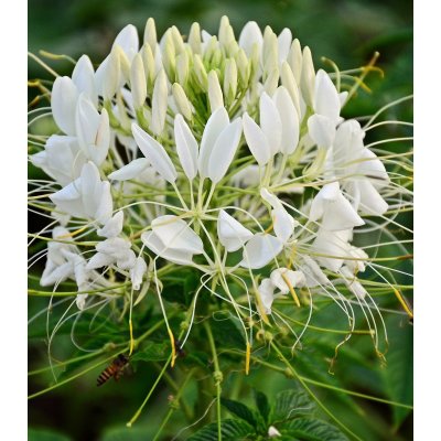 Luštěnice trnitá bílá - Cleome hassleriana - semena - 10 ks