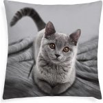 Xpose Kočka 2 40 x 40 cm – Zboží Dáma