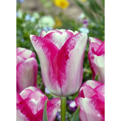 Tulipán 'Mata hari' 5 ks – Zbozi.Blesk.cz