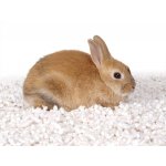 Asan Pet Aloe 42 l – HobbyKompas.cz