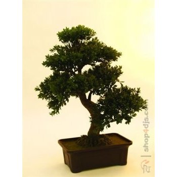 Bonsai buš 61cm v truhlíku,