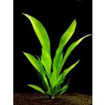 Anubias lanceolata - Anubis kopinatý – Zboží Dáma