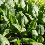 Špenát setý zelný Monnopa - Spinacia oleracea - prodej semen - 100 ks – Hledejceny.cz