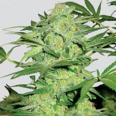 Nirvana Northern Lights regular 10ks semena neobsahují THC – Zboží Dáma