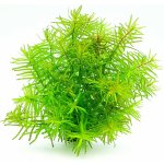 Didiplis diandra - Kalužník dvojmužný – Zboží Dáma