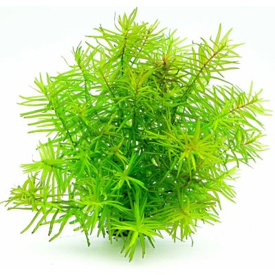 Didiplis diandra - Kalužník dvojmužný – Zboží Dáma