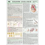 SOUHRN ZOOLOGIE PRO SŠ – Hledejceny.cz