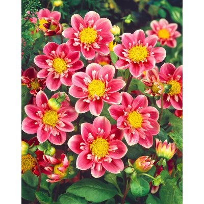 Jiřina 'Hartenaas' 1 ks – Sleviste.cz