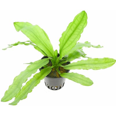 Echinodorus major - Štípatkovec velký – Sleviste.cz