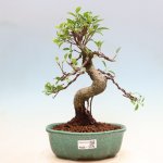 e-bonsai Pokojová bonsai - Ficus kimmen - malolistý fíkus – Hledejceny.cz
