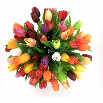 Tulipány mix barev bílá F244-W1