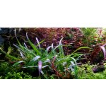 Eriocaulon sp Vietnam – Sleviste.cz