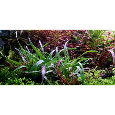 Eriocaulon sp Vietnam 5,5 cm – Hledejceny.cz