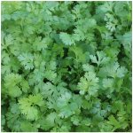 Koriandr setý Caribe Coriandrum sativum semena koriandru 50 ks – Hledejceny.cz