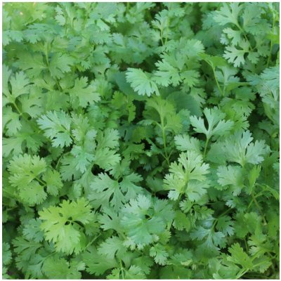 Koriandr setý Caribe Coriandrum sativum semena koriandru 50 ks – Hledejceny.cz