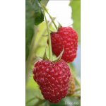 GREENBOSS FLOWER Maliník stáleplodící velkoplodý "Himbo Top" 2l – Hledejceny.cz