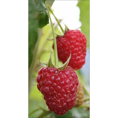 GREENBOSS FLOWER Maliník stáleplodící velkoplodý "Himbo Top" 2l – Hledejceny.cz